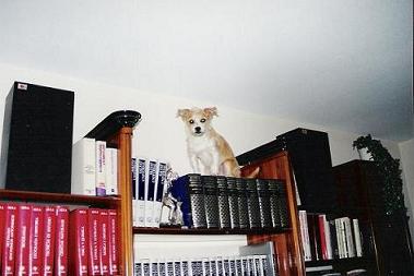 Kuki en las alturas.JPG